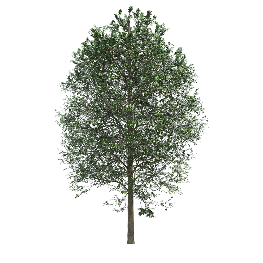 Alnus glutinosa - Black alder 02